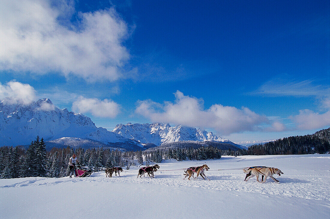 Dogsled Race in the Dolomites, Alpencross, South Tyrol, Italy