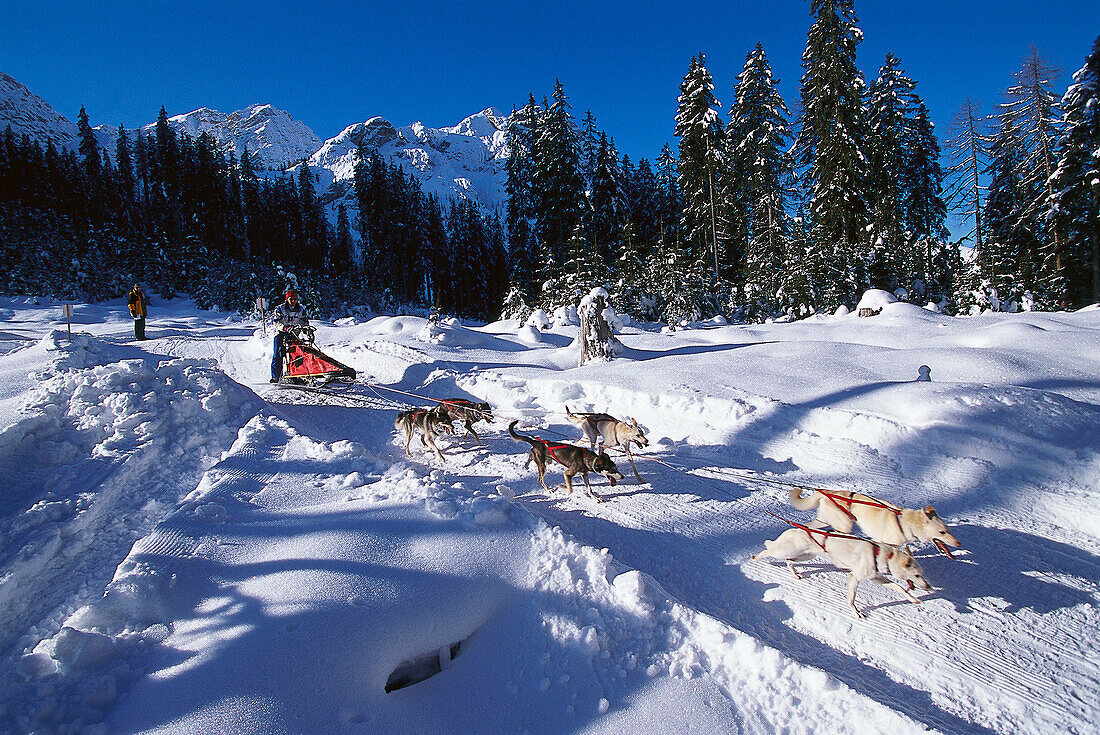 Alpencross, Dog-Sled-Race in the Dolomites South Tyrol, Italy