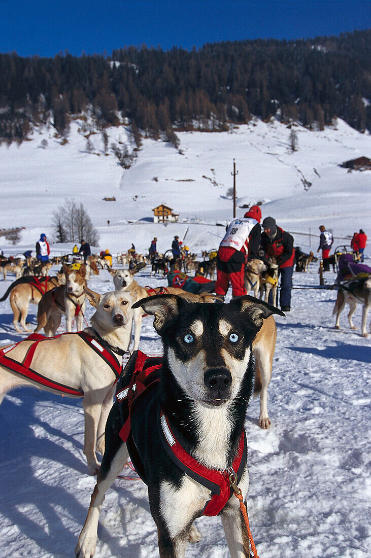 Alpencross, Dog-Sled-Race in the Dolomites South Tyrol, Italy