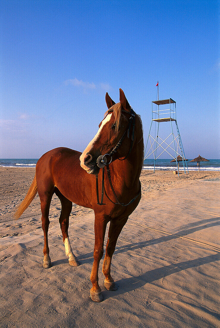 Arab Horse, Beach, Djerba Tunesia