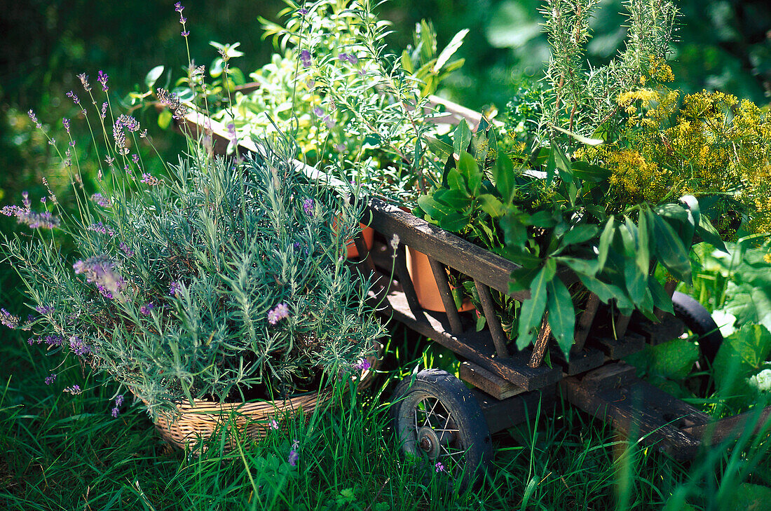 Garden Spices