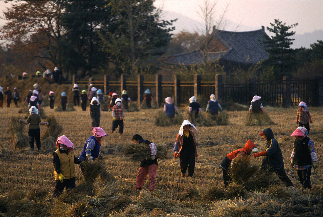 Harvest in Geongju Kyongju, , Geongju, South Korea Asia