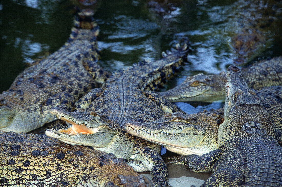 Saltwater crocodiles, Arnhem Land, Northern Territory Australia