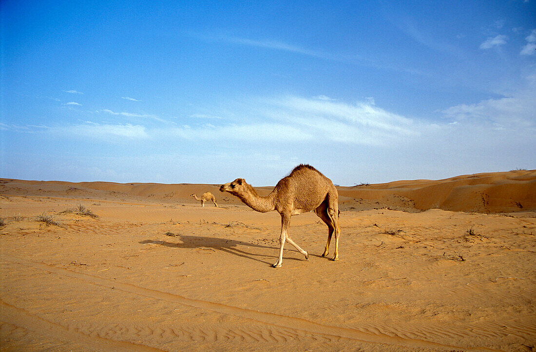 Dromedare laufen durch den Sand der Wüste, Oman