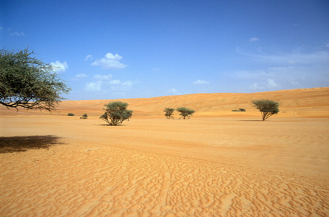 Blick auf Wüste und wenige Büsche, Oman