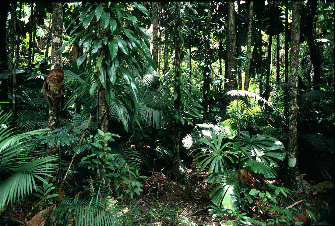 Rain forest at Kakadu National Park, Northern Territory, Australia