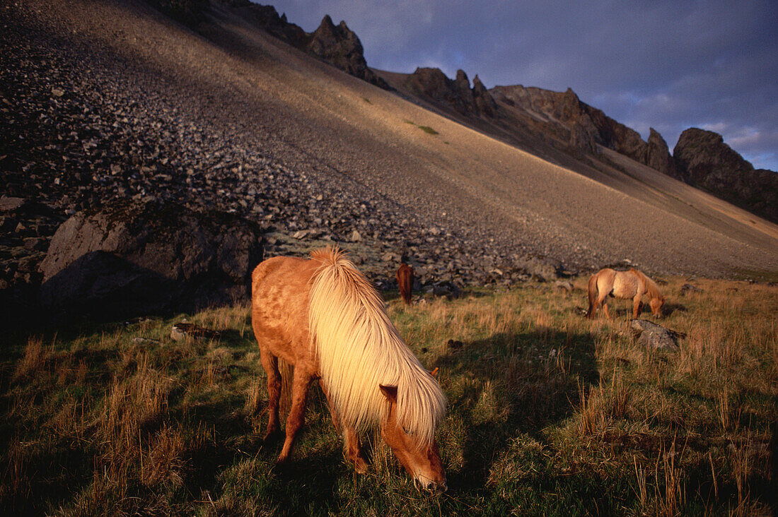 Icelandponys on the meadow in Iceland, Scandinavia