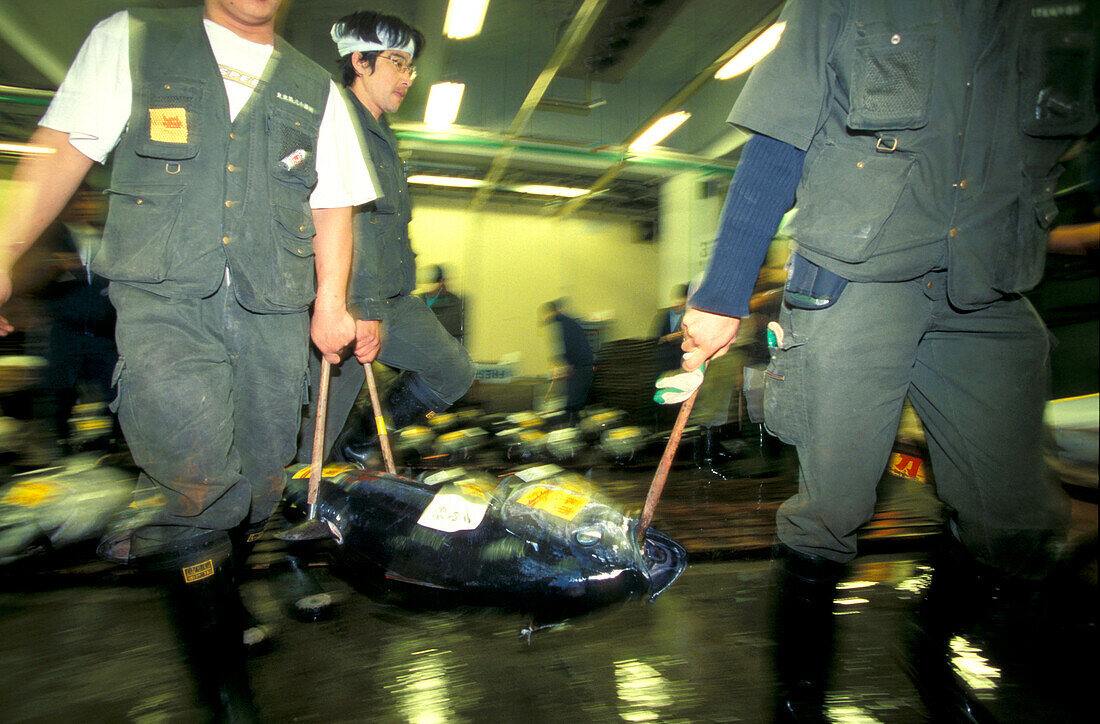 Thunfischversteigerung, Tokyo, Japan