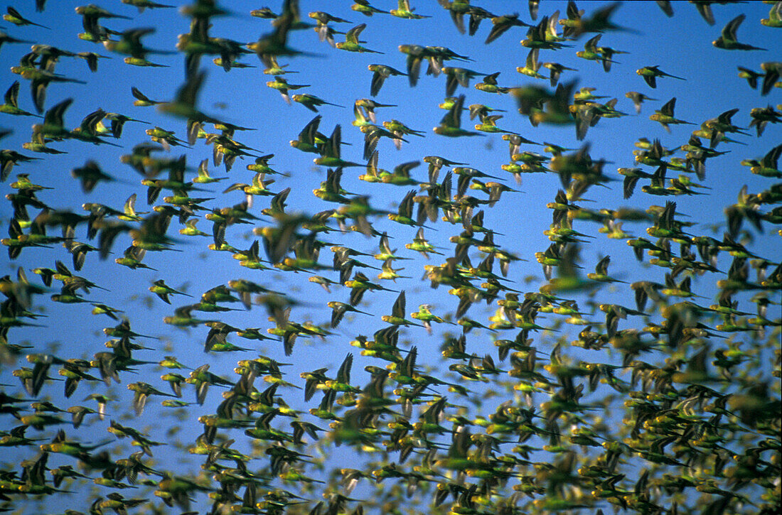 Swarm of budgerigars, Western Australia, Australia