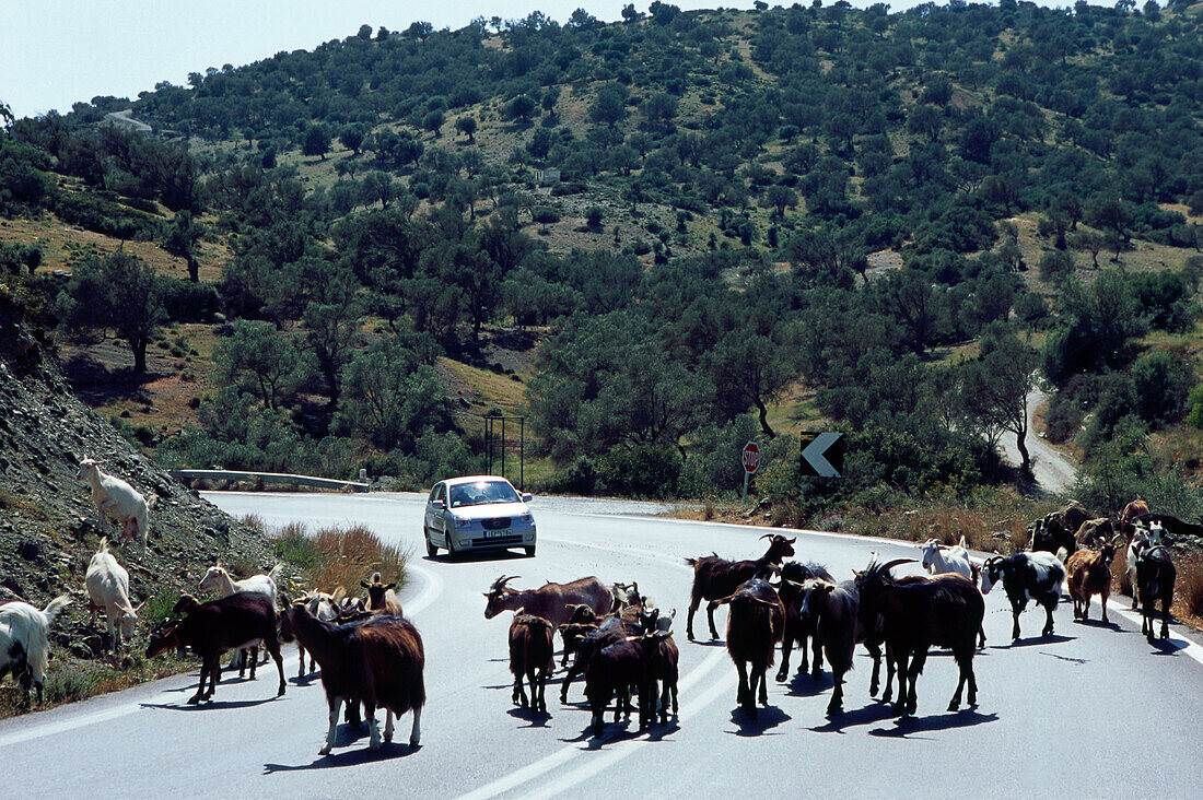 Ziegenherde auf der Straße bei Agios Georgios, Kreta, Griechenland