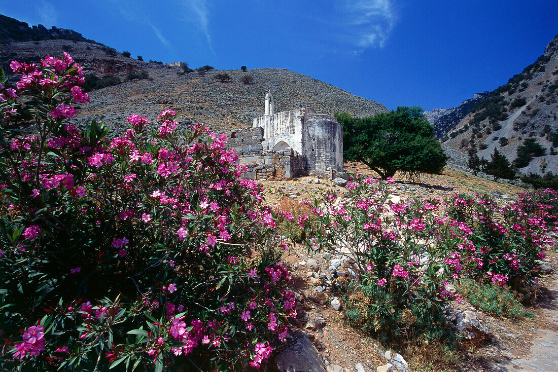 Oleander, Curch near Agia Roumeli, Samaria Gorge, Crete, Greece