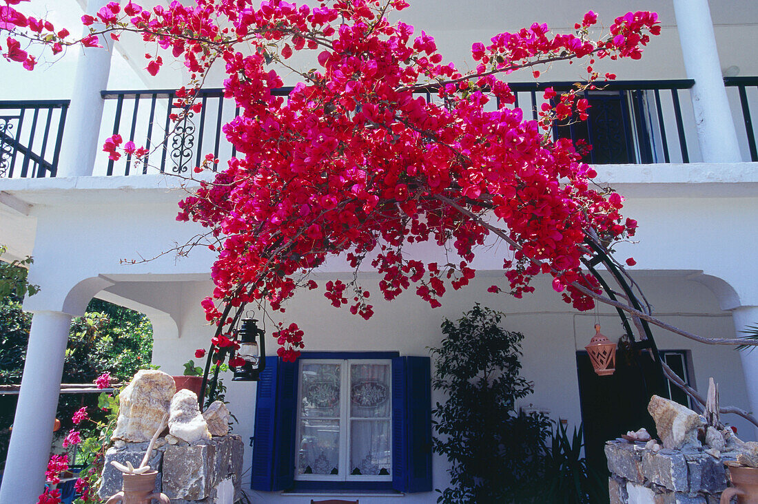 Bougainvillea, Agia Roumeli, Samaria-Schlucht, Kreta, Griechenland