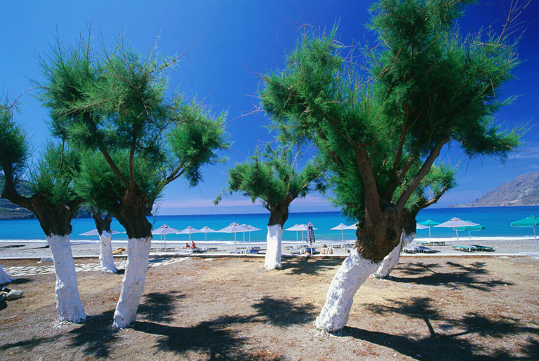 Beach, Trees, Plakais, Crete, Greece