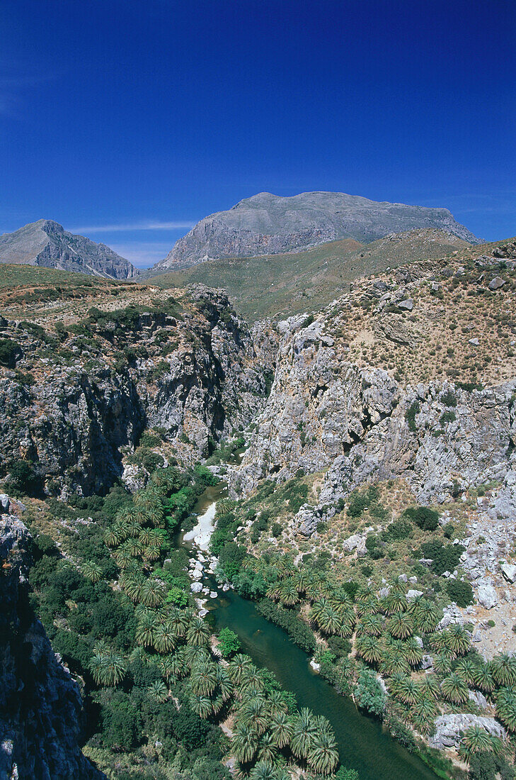 Palmen, Megalopotamos-Schlucht bei Preveli-Strand, Kreta, Griechenland