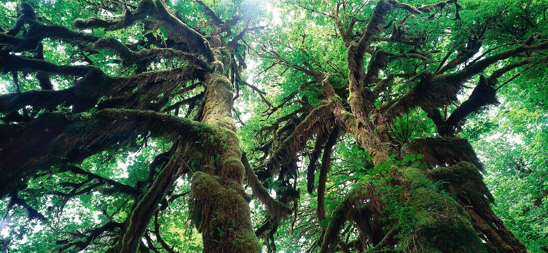 Regenwald, Olympic National Park, Washington, USA