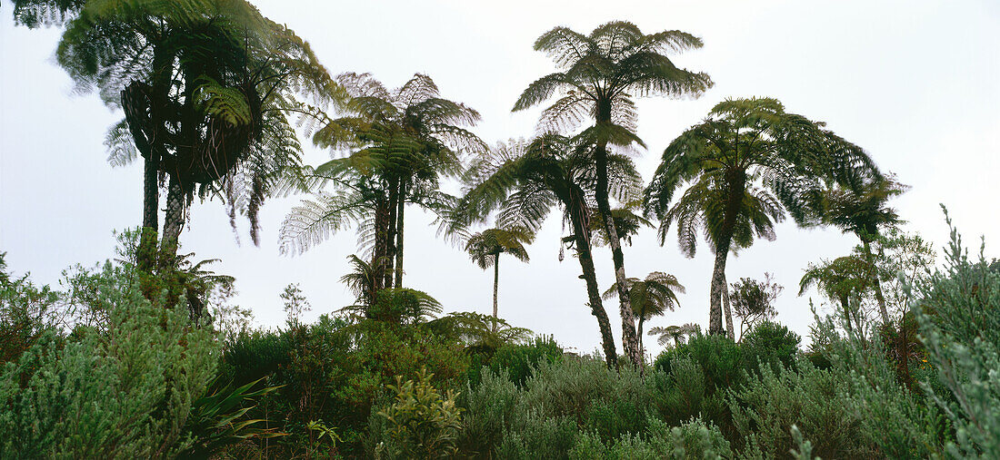 Baumfarne, Regenwald, La Réunion, Indischer Ozean