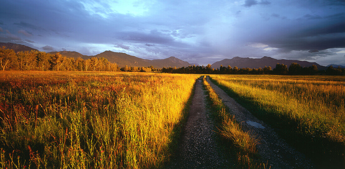 Loisachmoor, Benediktbeuren, Landkreis Bad Toelz, Upper Bavaria, Germany