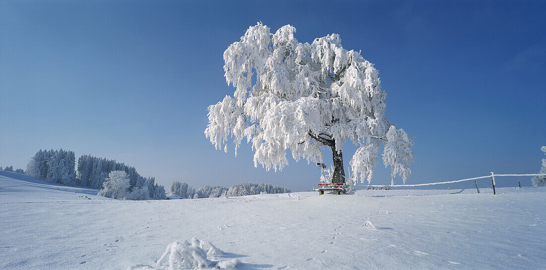 Snow-covered birch, Bad Kohlgrub, Upper Bavaria, Germany