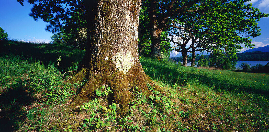 Oak tree, Staffelsee, Murnau, Landkreis Garmisch, Upper Bavaria, Bavaria, Germany