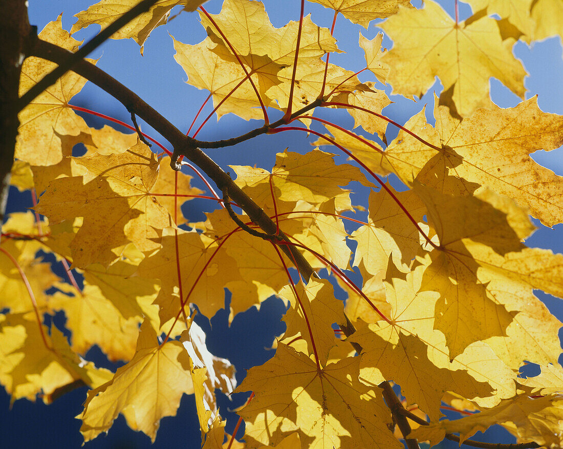 Maple leaves in Autumn, Autumnal foliage, Nature