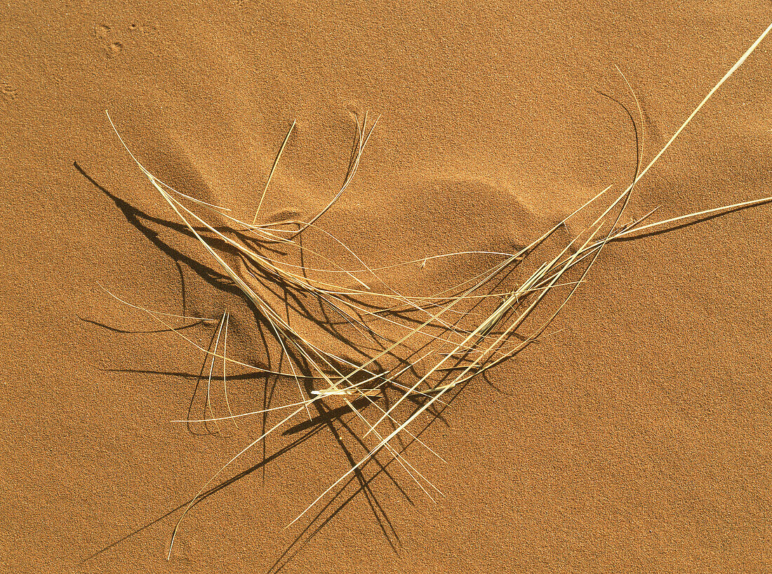 Gräser auf Wüstensand, Namibwüste, Namibia, Afrika