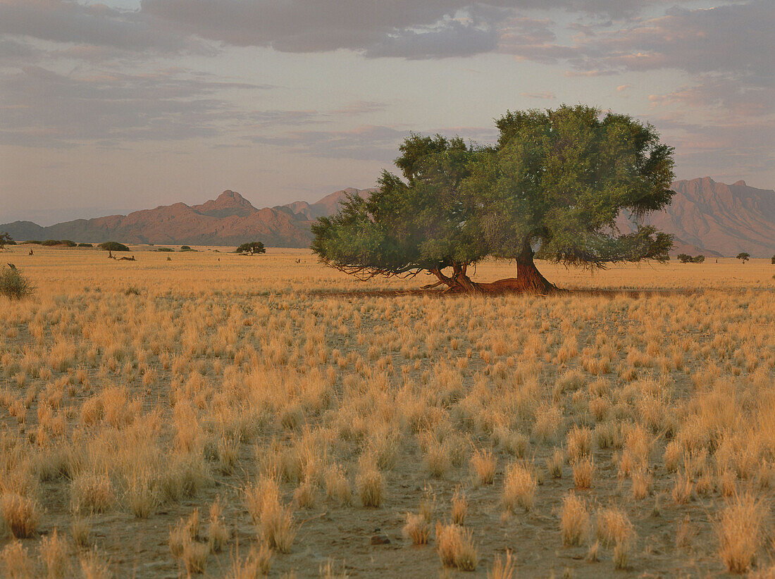 Baum in der Landschaft, Namibwüste, Sesriem, Namibia, Afrika