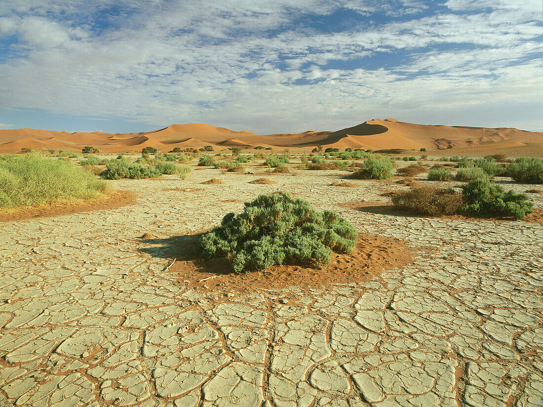 Vegetation auf ausgedörrtem Boden, Namibwüste, Sossusvlei, Namibia, Afrika