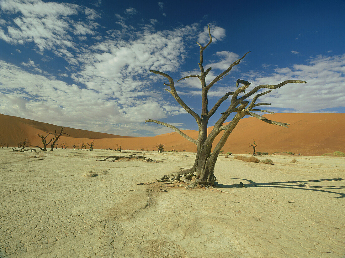 Sossusvlei, Namibwüste, Namibia, Afrika