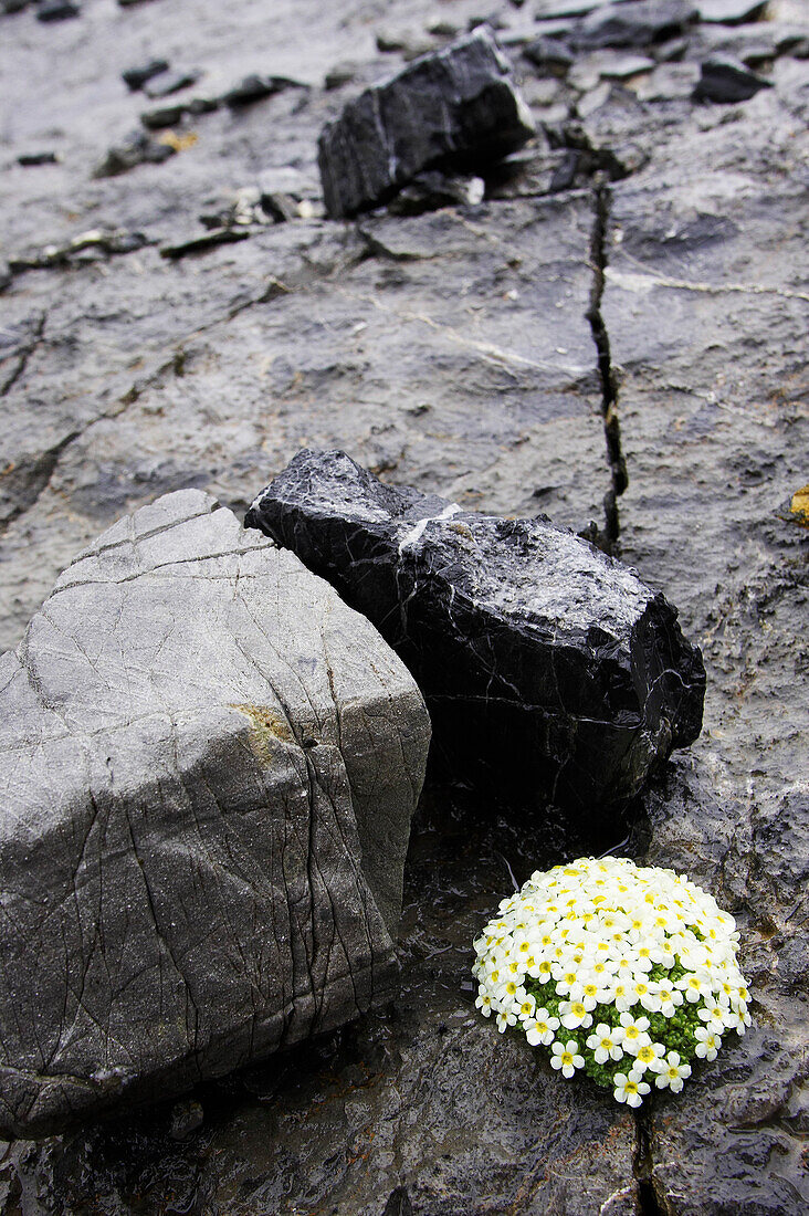 Weiß-gelbe Pflaenzchen auf einem Felsen, Schweizer Mannsschild Androsea helvetica, . Valetta, Cluozza, Schweizer Nationalpark, Engadin, Graubuenden, Graubünden, Schweiz, Alpen