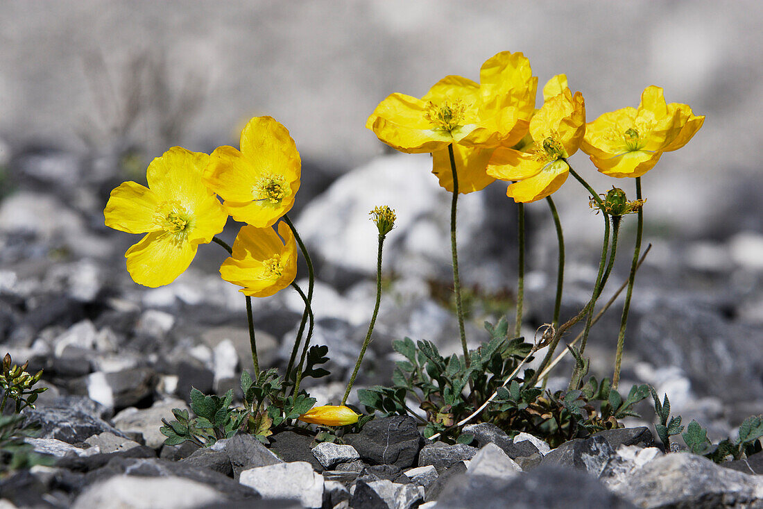 Yellow flowers growing between stones, Val Sassa, Swiss Nationalpark, Engadin, Graubuenden, Grisons, Switzerland, Alps