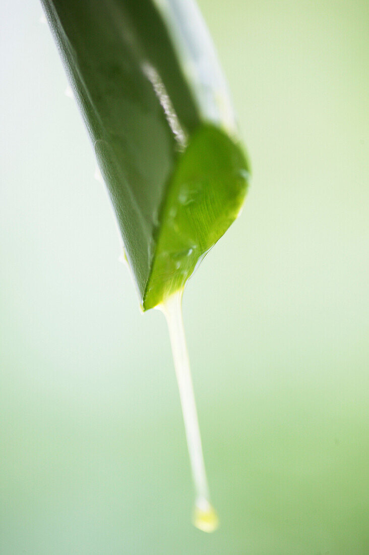 Aloe Vera Pflanze, Detail