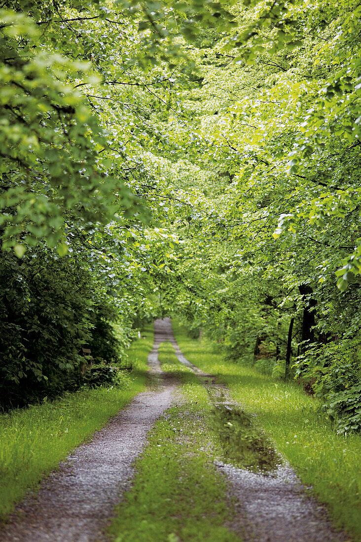 Forest track in spring