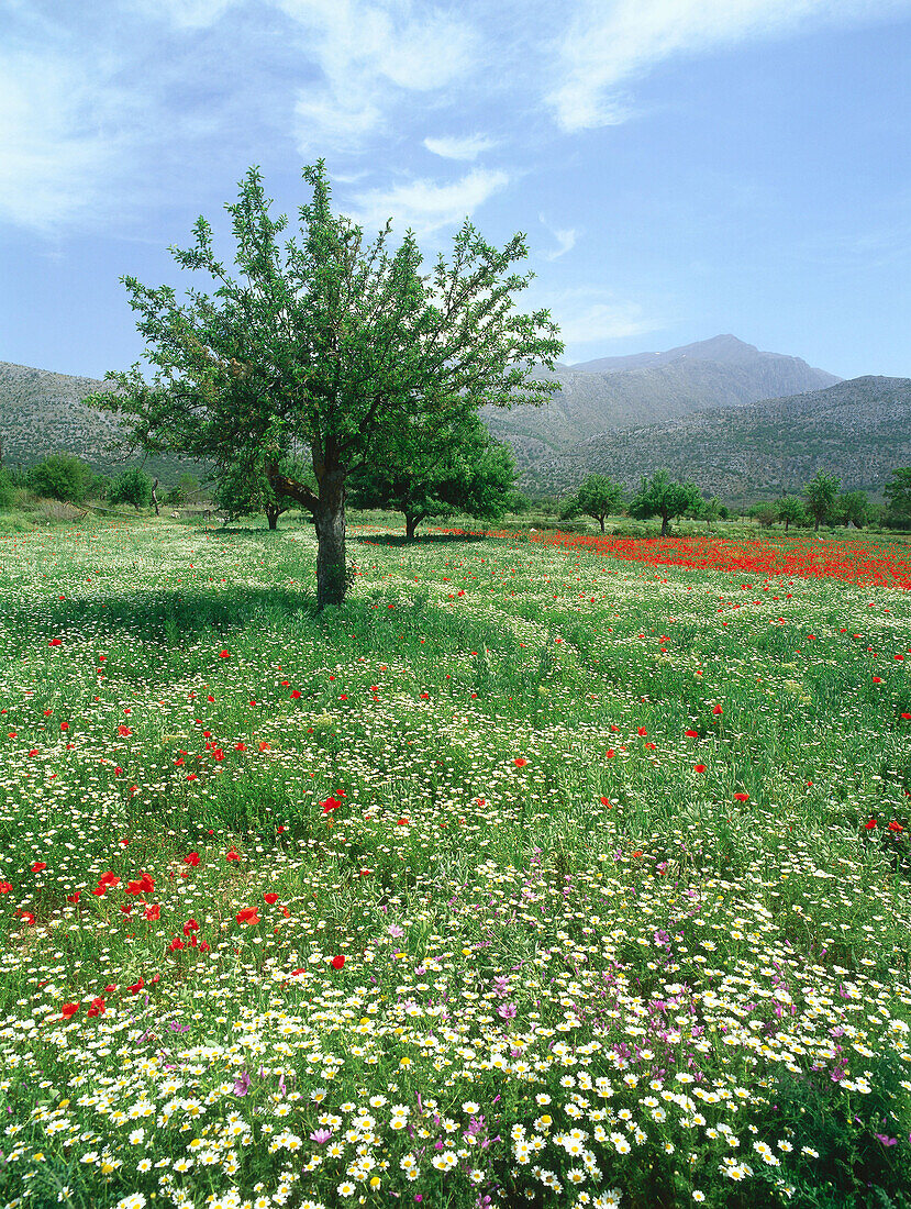 Blühende Wiese, Dikti-Massiv, Lassithi-Hochebene, Kreta, Griechenland