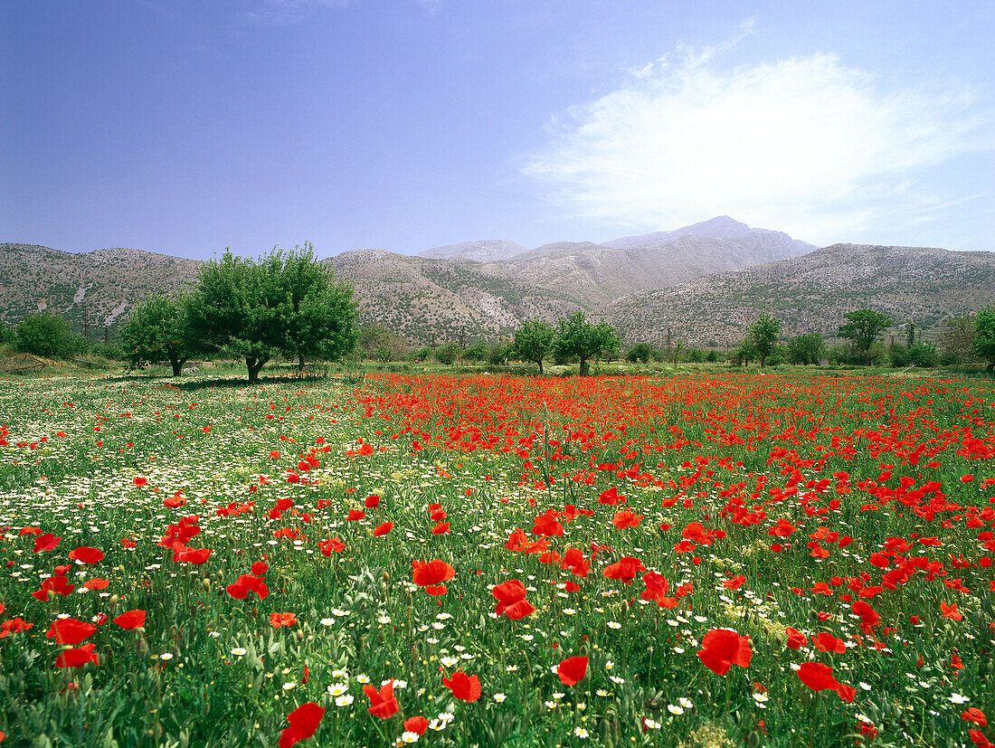 Blühende Wiese, Dikti-Massiv, Lassithi-Hochebene, Kreta, Griechenland