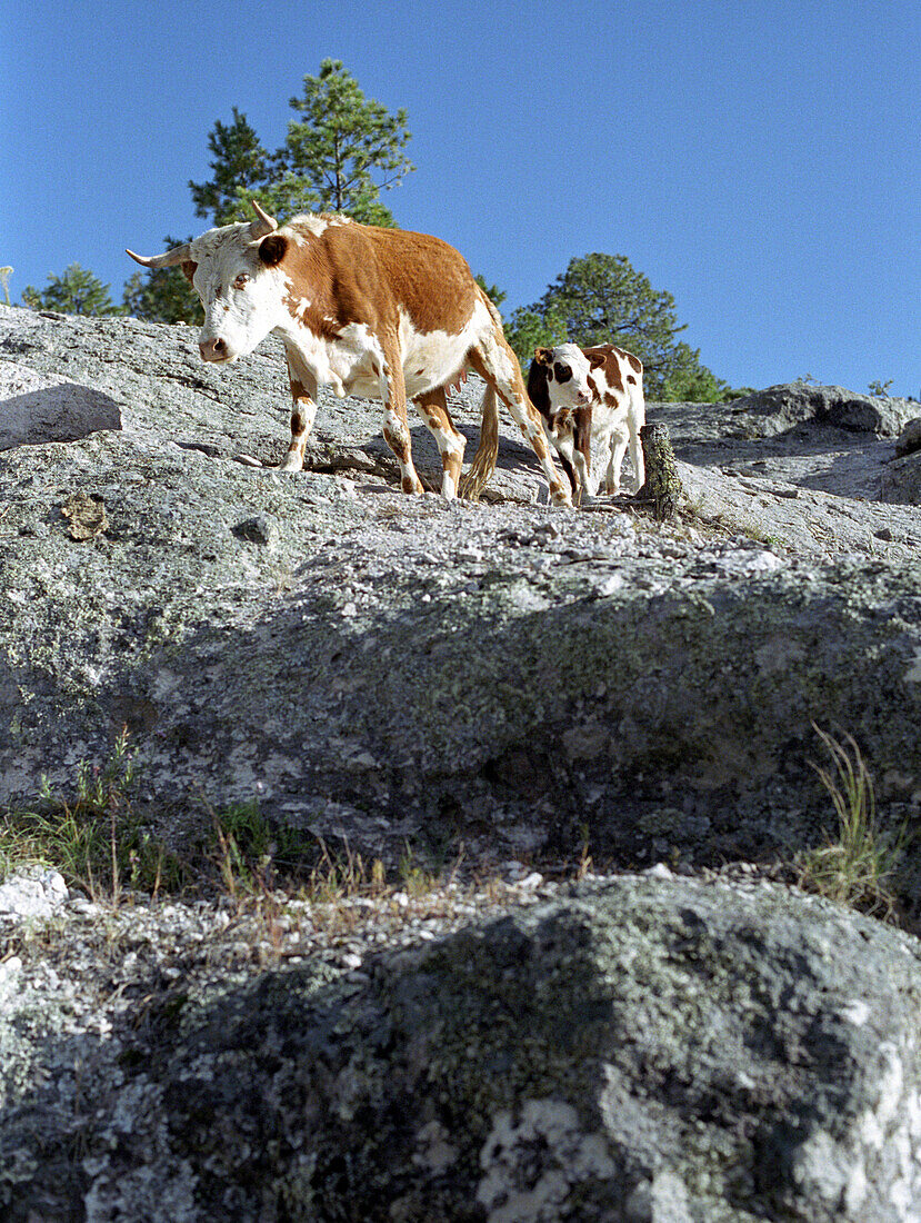 Zwei Kühe im Gebirge, Creel, Chihuahua, Mexiko