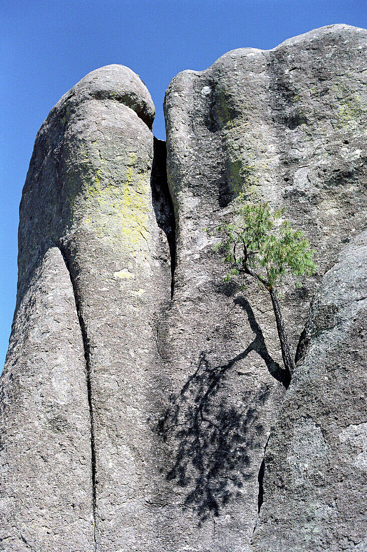 Baum wächst an einer Felswand, Tal der Mönche, Creel, Chihuahua, Mexiko, Amerika