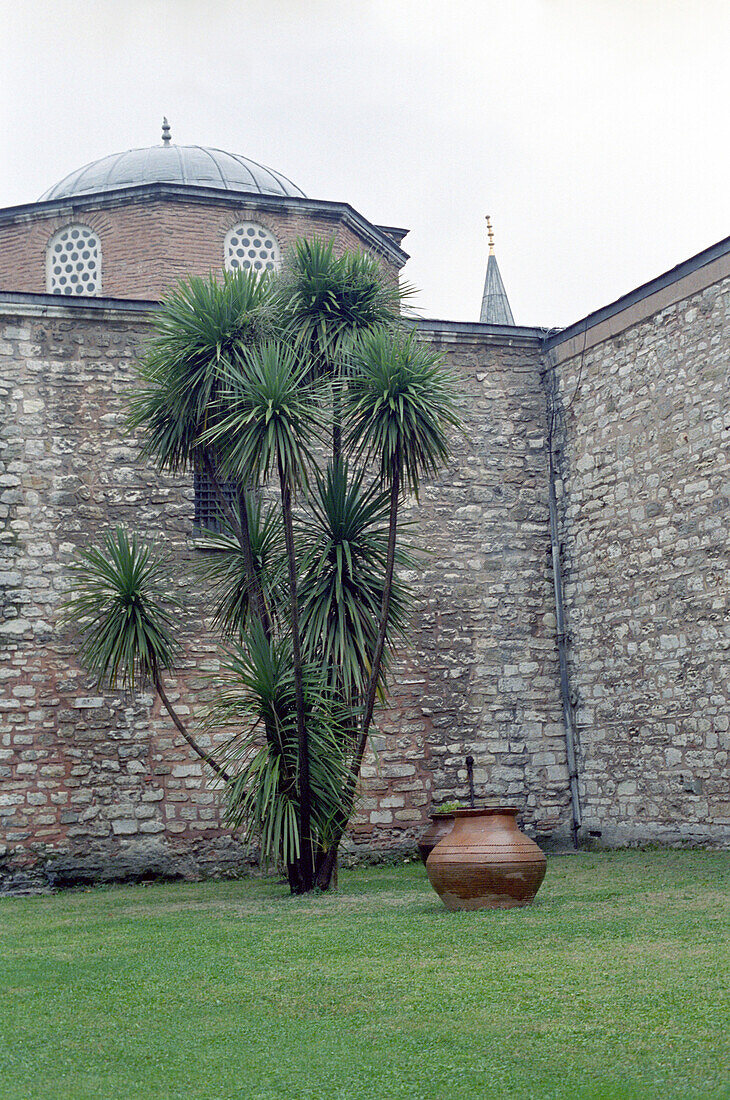 Palme vor Mauer, Garten von Topkapi, Istanbul, Türkei
