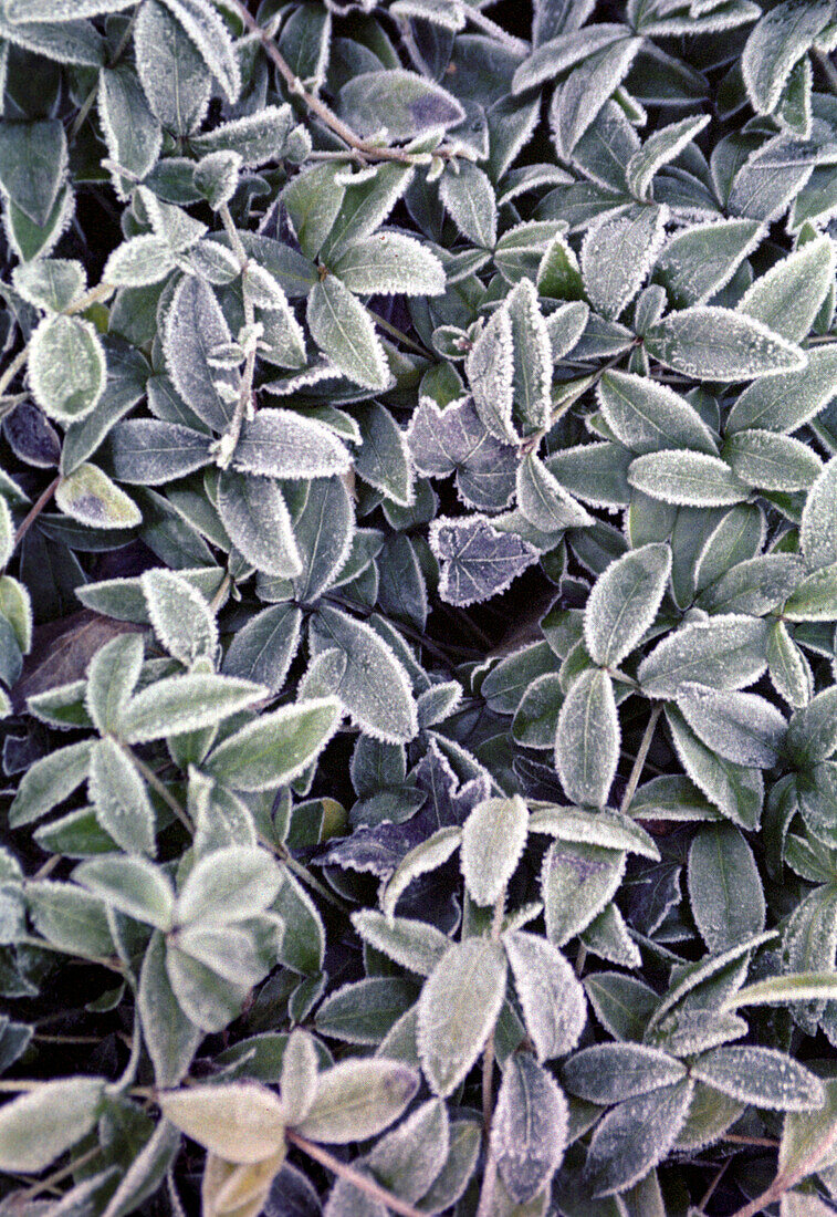 Frosted plants, bavaria, germany, winter, nature