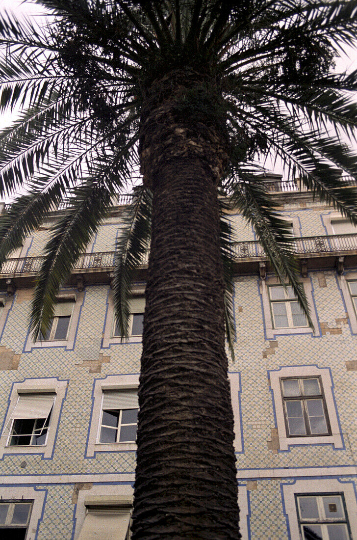 Palme, Haus, Lissabon, Portugal