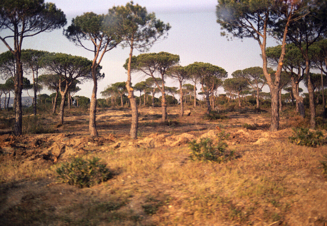 Pinewood in the light of the evening sun, Portugal, Europe