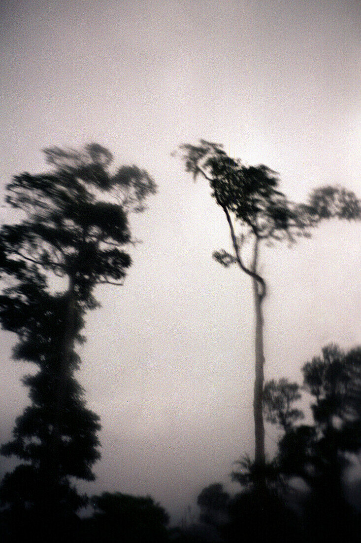 Trees of the rain forest in front of grey clouds, Fiji, South Pacific
