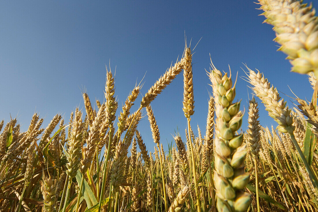 Wheat field, Close-up