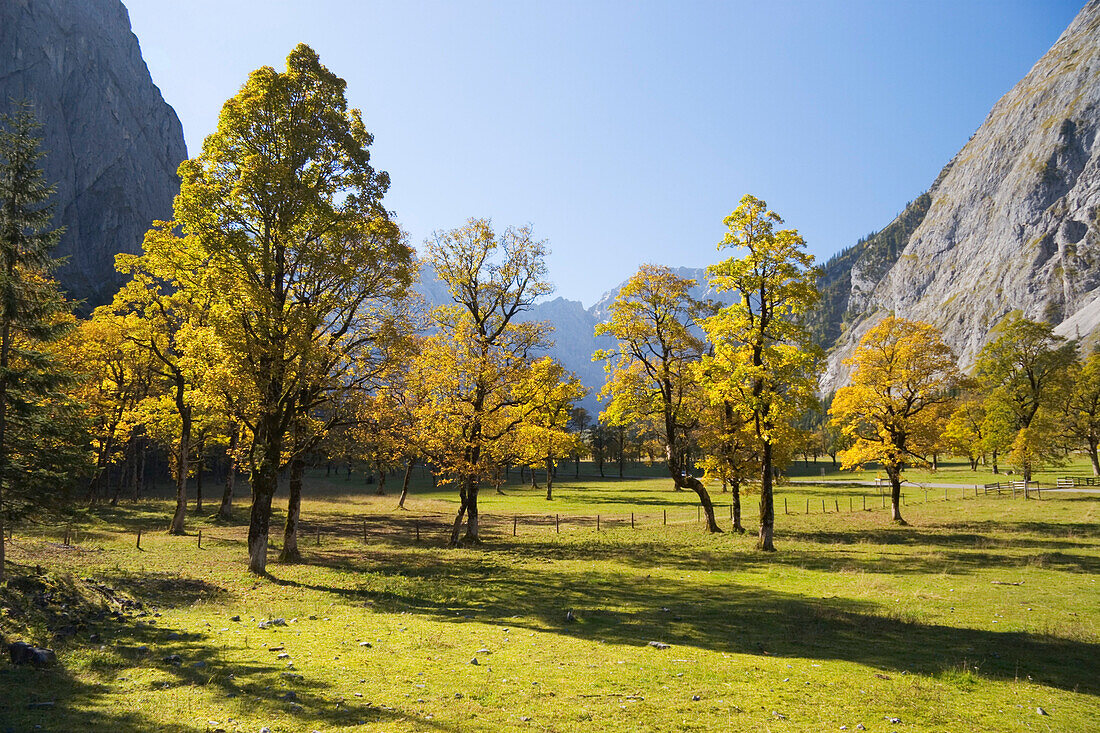 Maple trees Acer pseudoplatanus, , Grosser Ahornboden, Eng, Tyrol, Austria