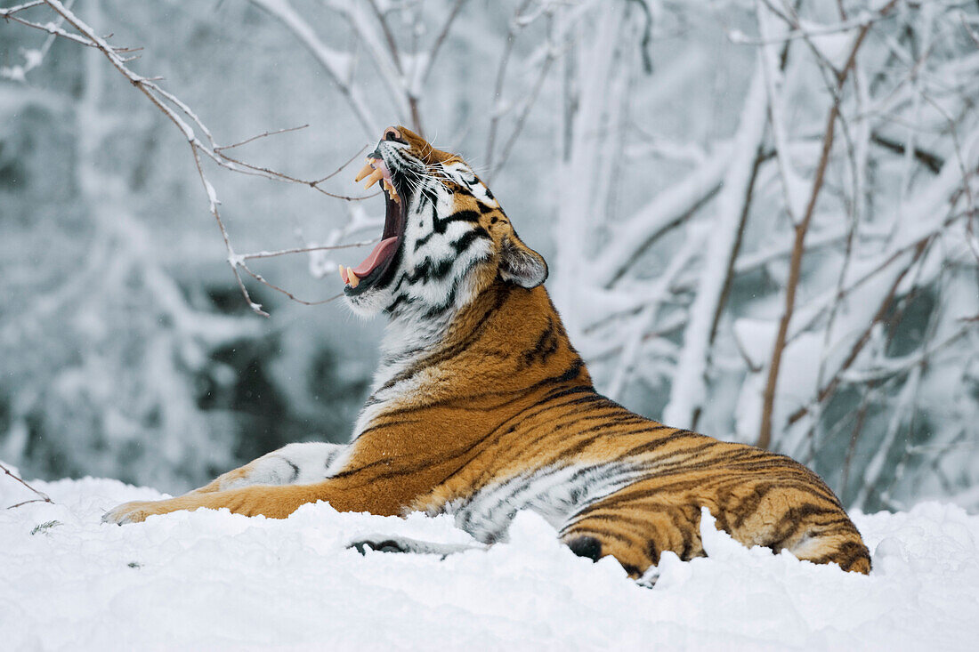 Sibirischer Tiger liegt im Schnee, Zoo
