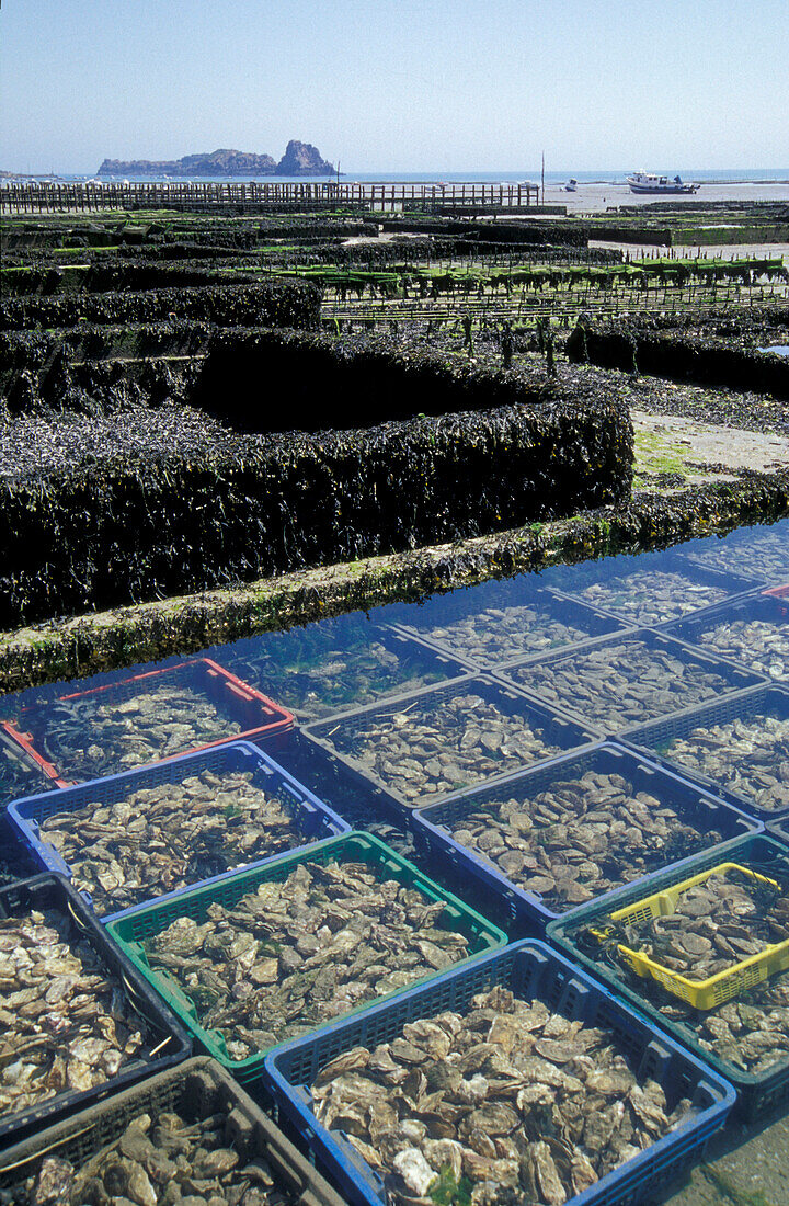 Oyster Breeding, Concale, Brittany, France