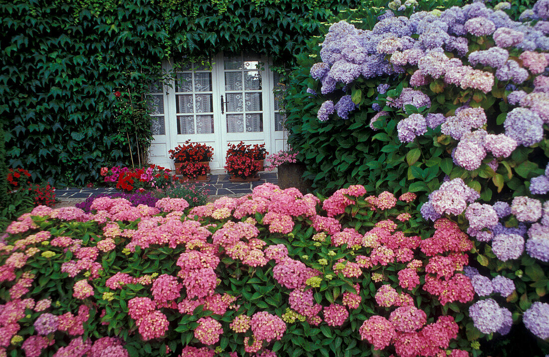 Blumenfassade, St. Thegonnec, Bretagne, Frankreich