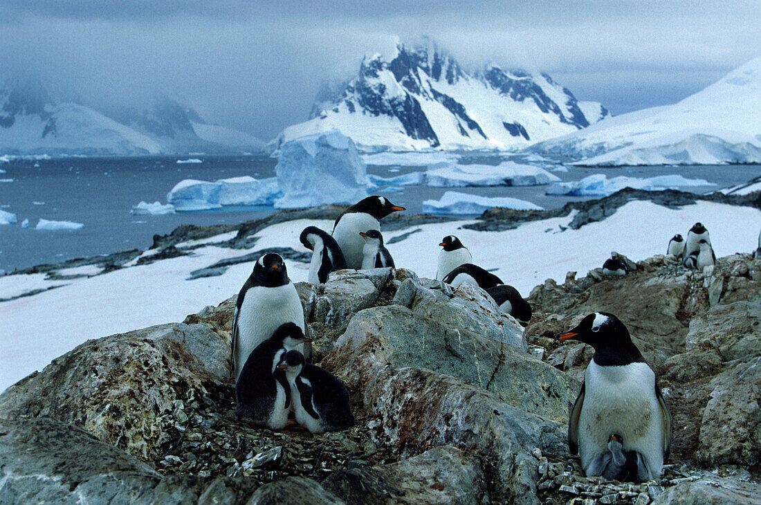 Eselspinguine brüten auf Graham Coast, Graham Land, Antarktische Halbinsel, Antarktis