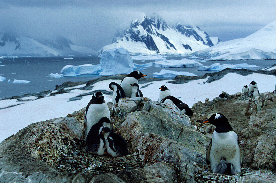 Gentoo penguins breeding on Graham Coast, Graham Land, Antarctic Peninsula, Antarctica