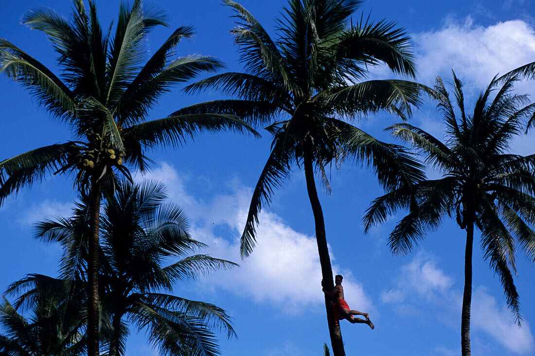 Climbing a Coconut Tree, Polynesian Cultural Center, Laie, Oahu, Hawaii, USA