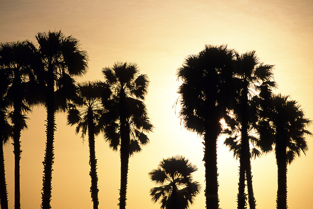 Palm Trees at Sunset, Kohala Coast, Big Island Hawaii, Hawaii, USA